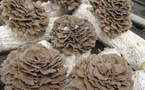 圖片關鍵詞 http://m.cawic.com.cn/ewebeditor/uploadfile/20170914091445139001.png