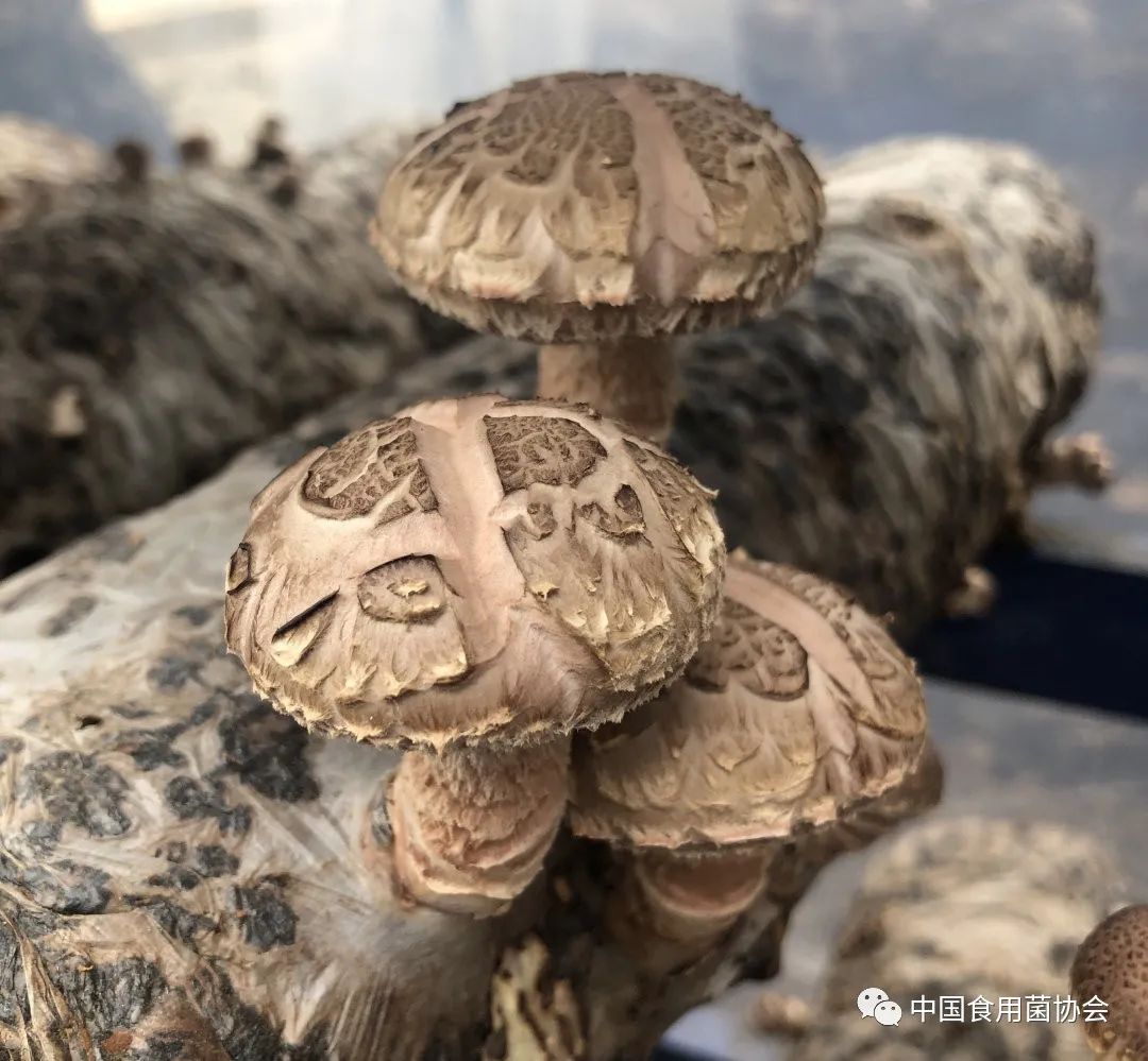 圖片關(guān)鍵詞 https://mmbiz.qpic.cn/mmbiz_jpg/qmUUOFzKOyScu82LCAxX6yyEJ0QS7uguCYmYLrU3YRQdx78GpcqohvGeCl6ZV6bOnmOXoxWgDnW6Nb160slMsg/640?wx_fmt=jpeg