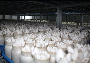 北京生產(chǎn)基地