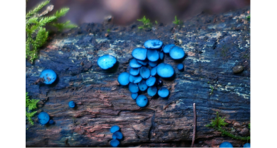 行業(yè)動態(tài)